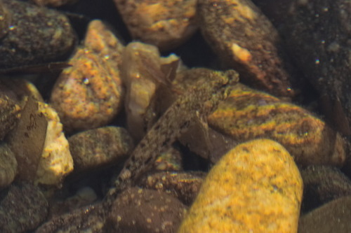 Gobius cobitis