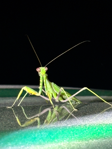 Giant African Mantis
