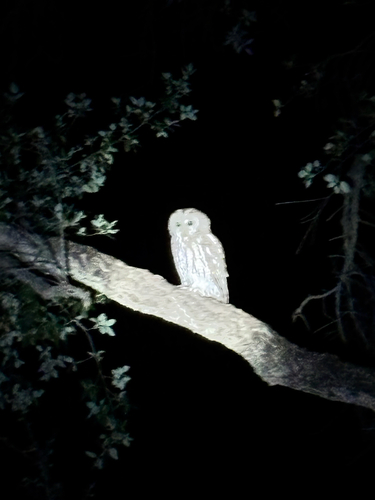 Maghreb Owl