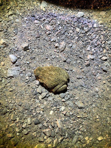 Mauritanian Toad
