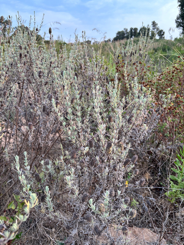 topped lavender