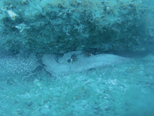 Octopus vulgaris