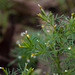 Tagetes filifolia - Photo (c) Anne, all rights reserved