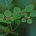 Euphorbia multiseta - Photo (c) Anne, todos los derechos reservados