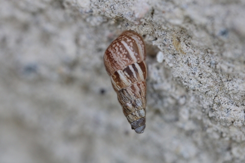 Cochlicella acuta