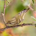 Yellow-browed Warbler - Photo (c) A.Ma, all rights reserved, uploaded by A.Ma