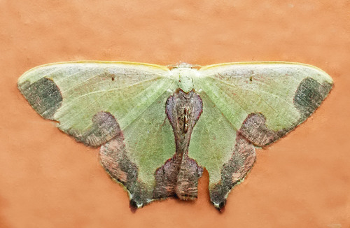 Oospila quinquemaculata