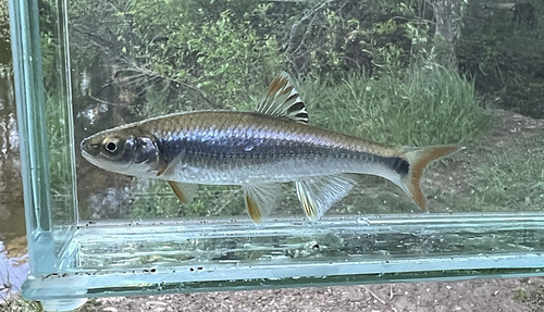 Tricolor Shiner