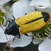 Castiarina fossoria - Photo (c) Nick Monaghan, all rights reserved, uploaded by Nick Monaghan