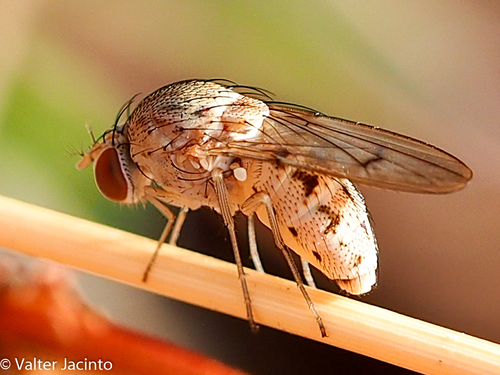 Curtonotum anus