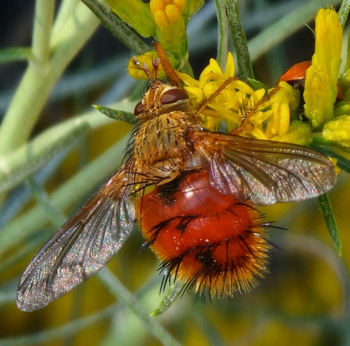 Unknown species found near Cody, WY 82414, USA