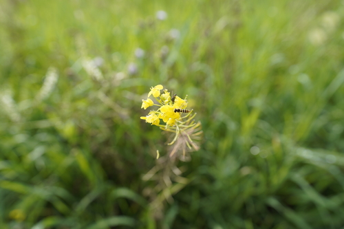 Unknown species found near Flathead County, MT, USA