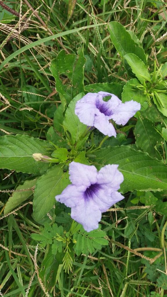 hierba del toro (La taxonomía de las plantas medicinales en un ecosistema de  San Jacinto Bolivar) · iNaturalist