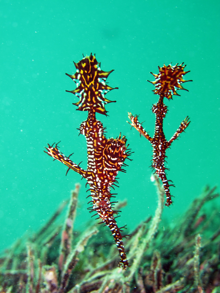 Ghost pipefish
