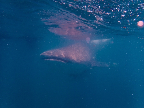 Whale Shark (Rhincodon typus)