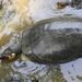 Giant South American Turtle - Photo (c) Sean A. Higgins, all rights reserved, uploaded by Sean A. Higgins