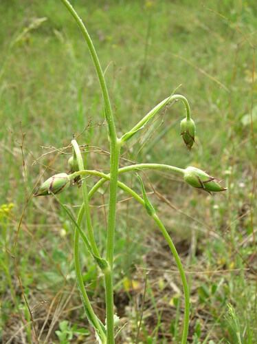 Scorzonera acuminata