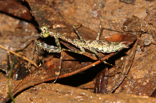 Liturgusella malagassa Saussure & Zehntner, 1895
