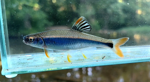Tricolor Shiner