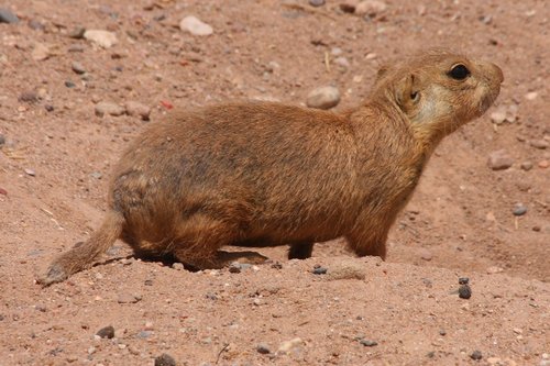 Gunnison's Prairie Dog