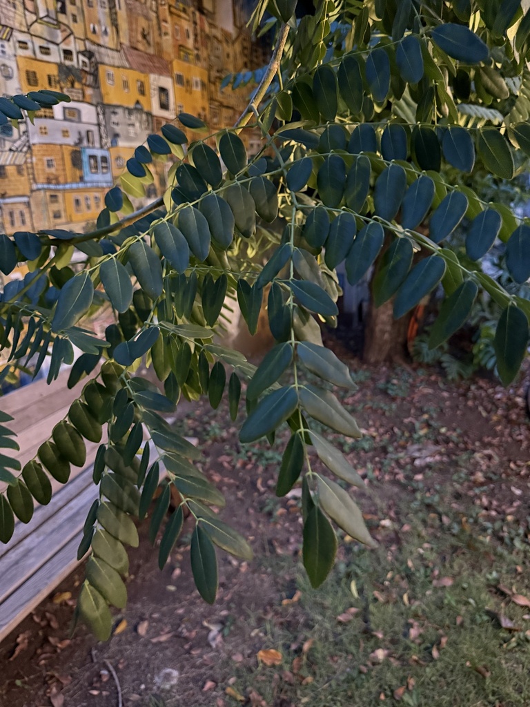 Kas Tree Kassod Tree from Calle 50 A, Mérida, Yuc., MX on August 25, 2025 at 06: ...