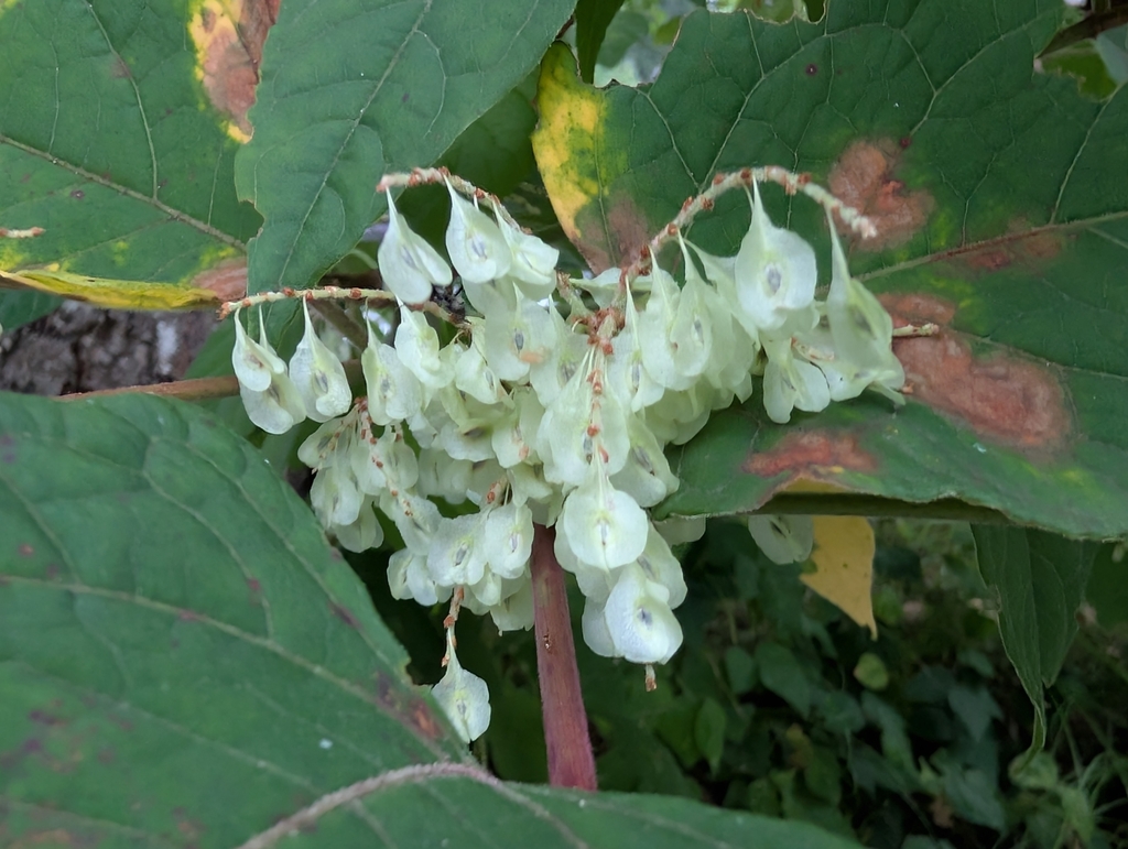 Fallopia japonica