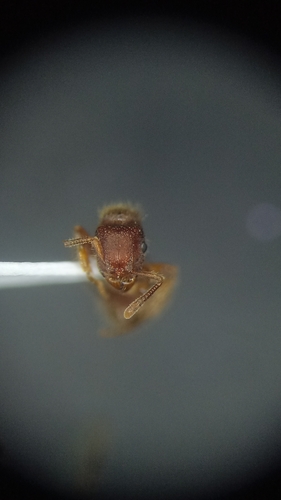 Heteroponera panamensisHeteroponera panamensis