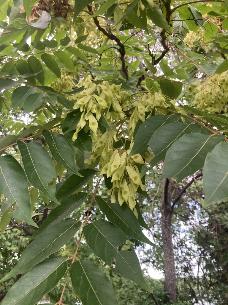 Ailanthus altissima