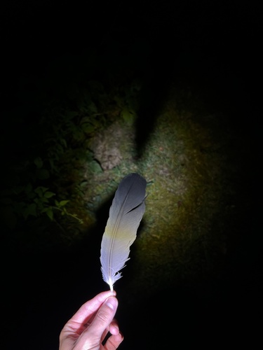 View observation of {o.common_name} on iNaturalist