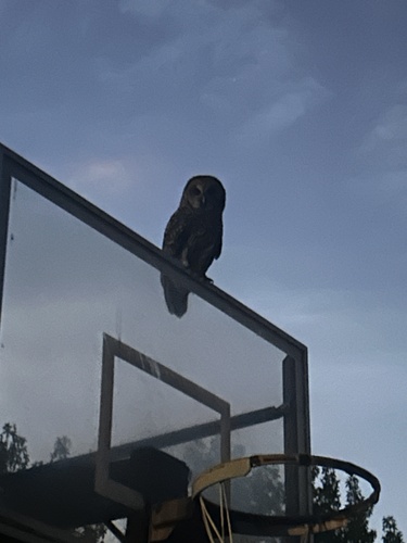 View observation of {o.common_name} on iNaturalist