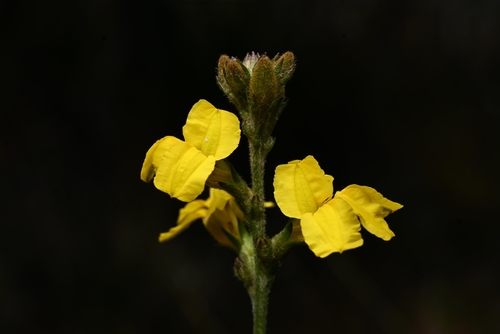 Goodenia stelligera R.Br.