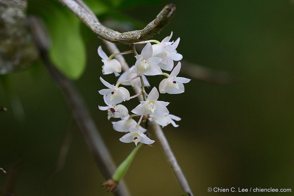 Dendrobium linguella