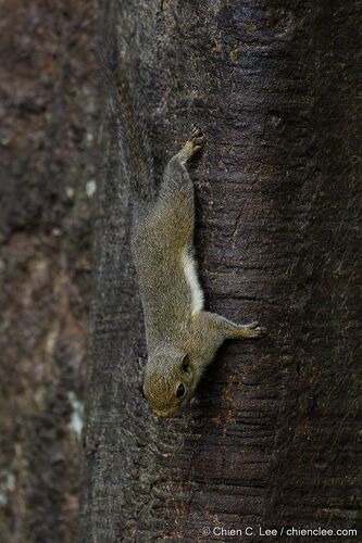 Sculptor Squirrel (Glyphotes simus) — Data Deficient Mammalia