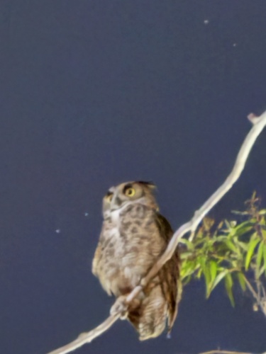 View observation of {o.common_name} on iNaturalist