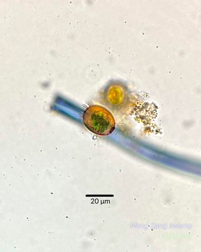 Trachelomonas armata