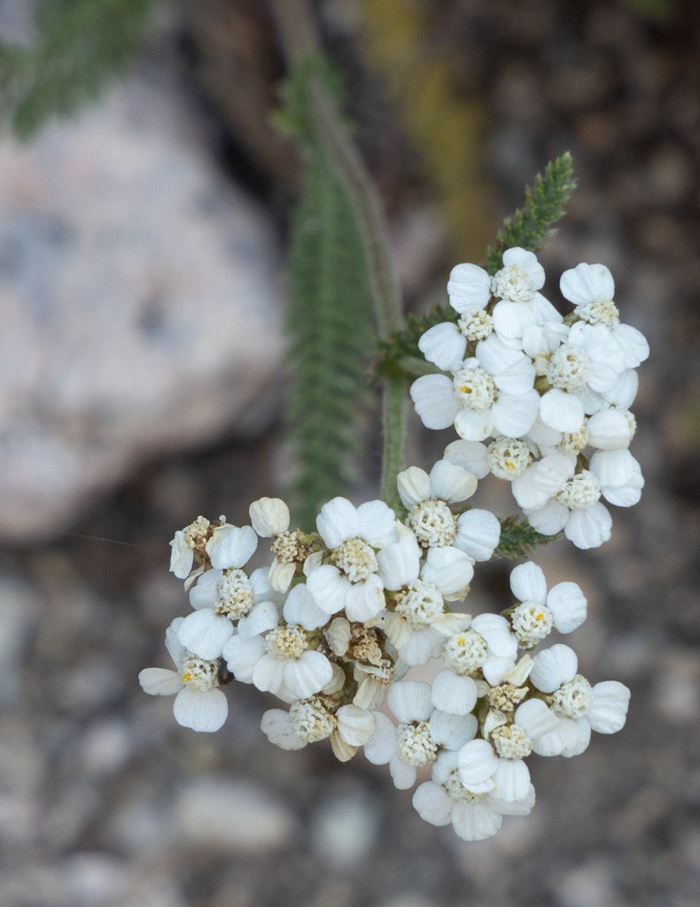 Achillea millefolium