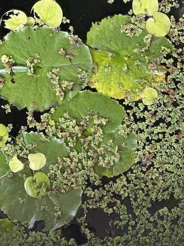 Feathered Mosquito Fern