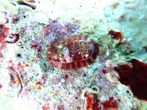 Callochiton doriae