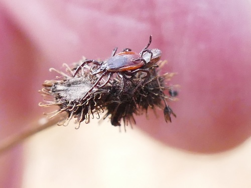 Ixodes nuotrauka
