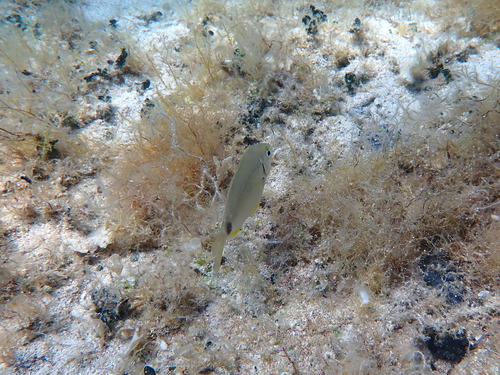 Diplodus annularis