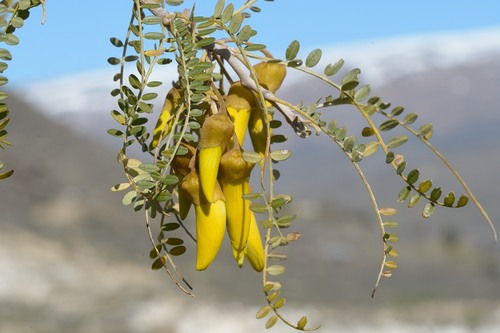 Sophora microphylla Aiton