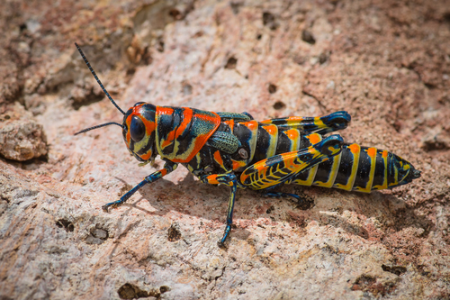 Rainbow Grasshopper