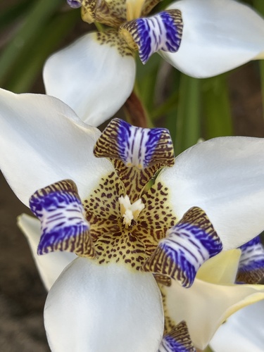 Trimezia northiana