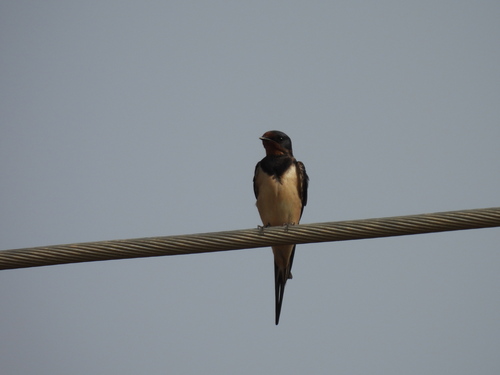 Barn Swallow