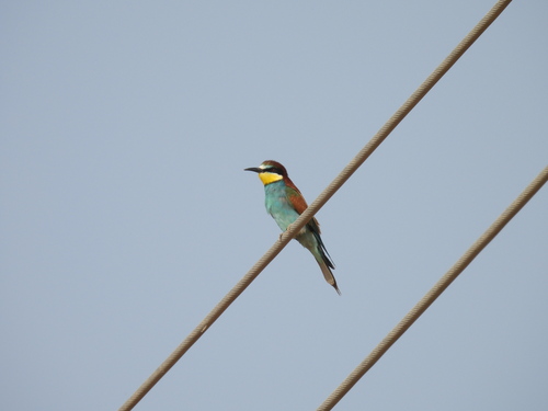 European Bee-eater