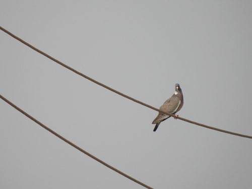 Common Wood-Pigeon