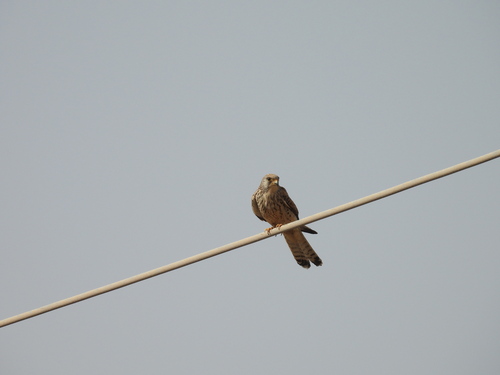Lesser Kestrel