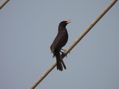 Eurasian Blackbird