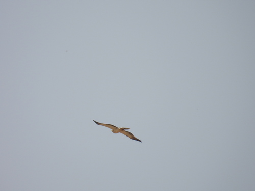 Booted Eagle