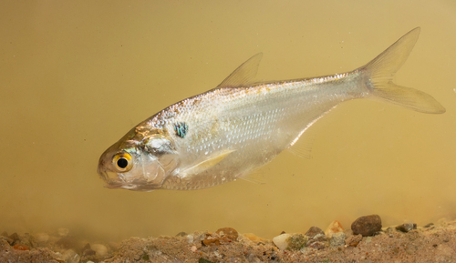 American Gizzard Shad